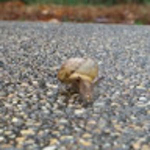 Meet your Posher, Alp09